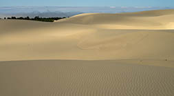 Oregon Dunes
